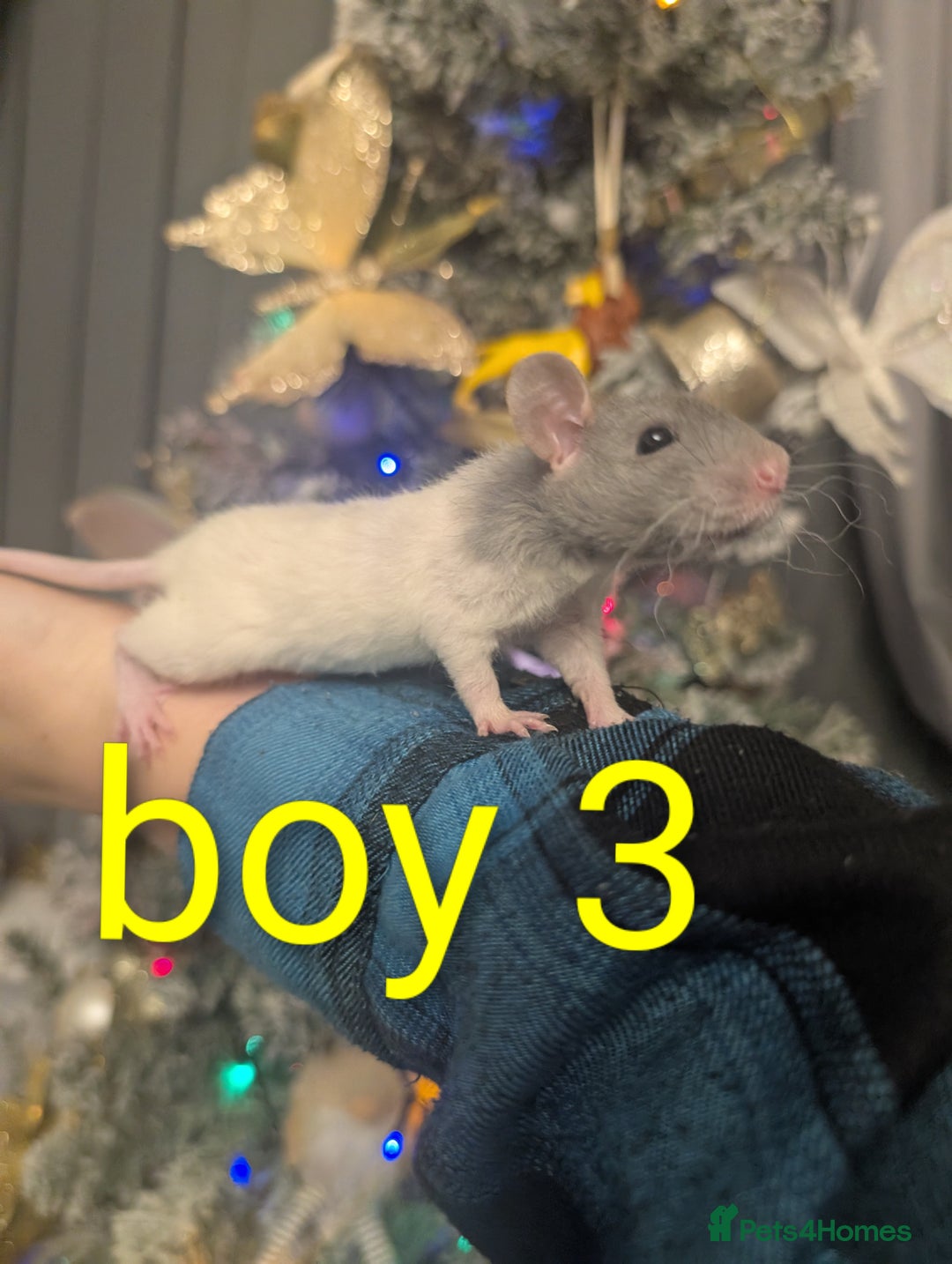 Rat rodents for sale: Rex babys - Advert 2