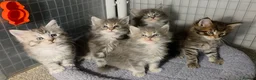 Maine Coon cats for sale: Tica Beautiful Maine Coon Kittens  in Sittingbourne - Advert 18
