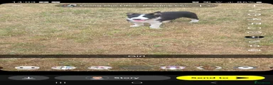 Border Collie 4