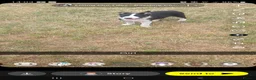 Border Collie dogs for sale: 4 border collie puppies for sale - Advert 12