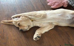 Golden Retriever dogs for sale: Ready now - Golden Retriever Puppies  - Image 12