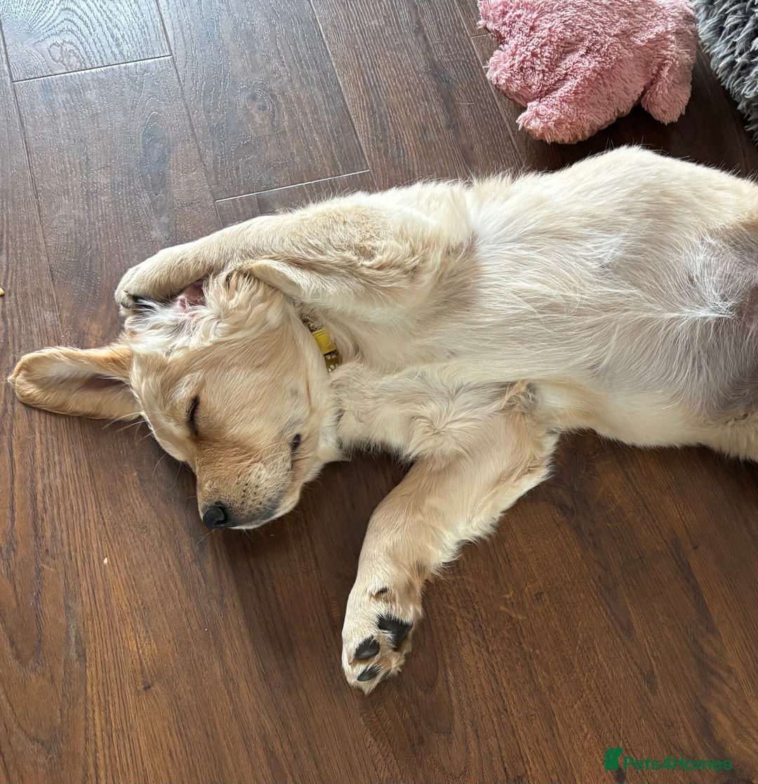 Golden Retriever dogs for sale: Ready now - Golden Retriever Puppies  - Image 12