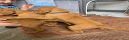 Hungarian Vizsla dogs for sale: Hungarian vizsla puppies  in Thirsk - Advert 6