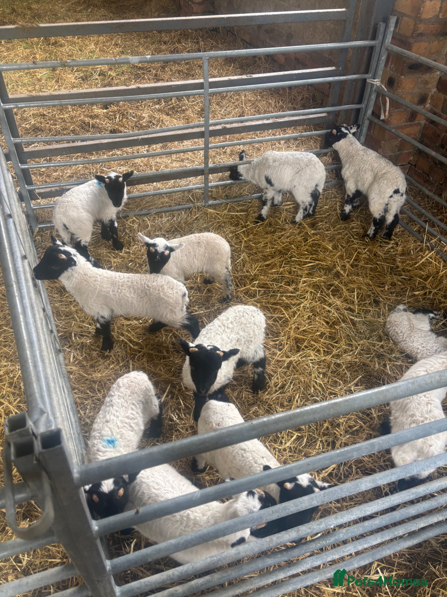 Sheep livestock Pet lambs - Advert 2