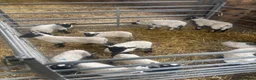 Sheep livestock for sale: Pet lambs - Advert 1