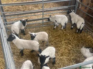 Sheep livestock Pet lambs - Advert 14