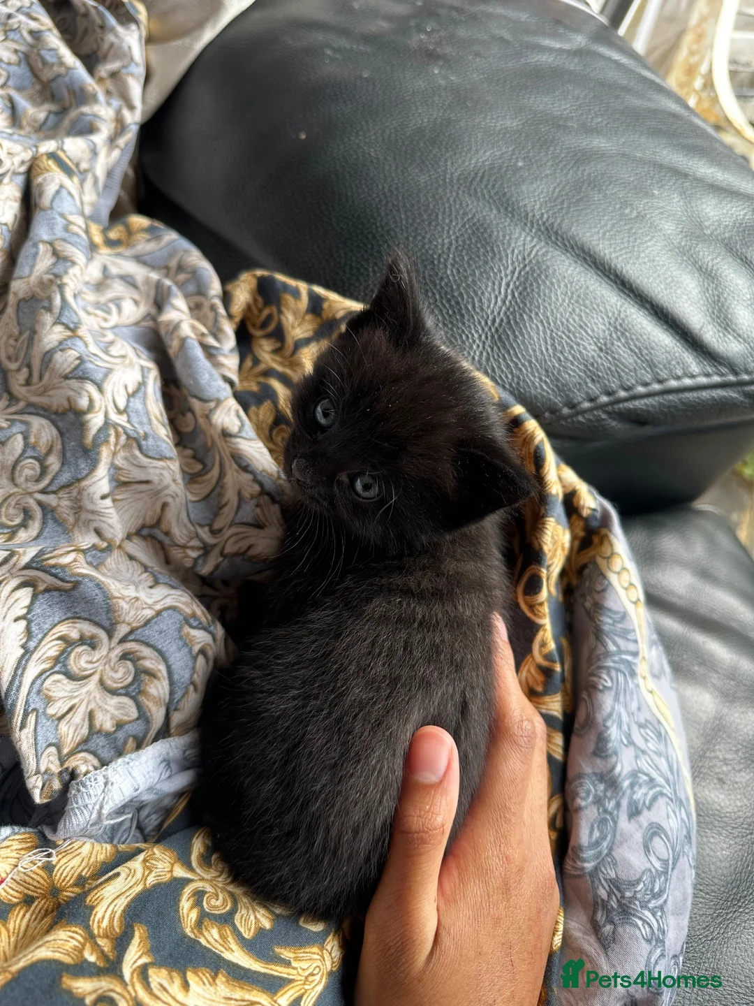 Mixed Breed cats for sale: 6 beautiful young kittens in Barnet - Advert 2