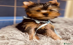 Yorkshire Terrier dogs for sale: Boy Yorkshire Terrier  - Image 8