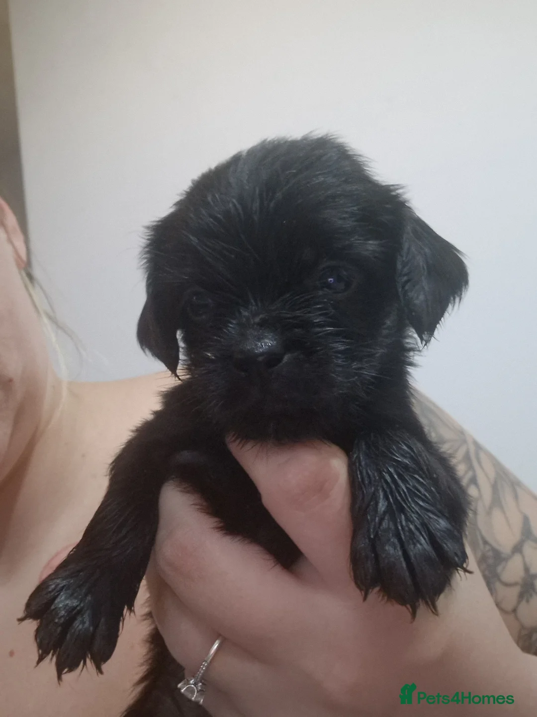 Mixed Breed dogs for sale: Beautiful Cavapoopugs - Advert 2