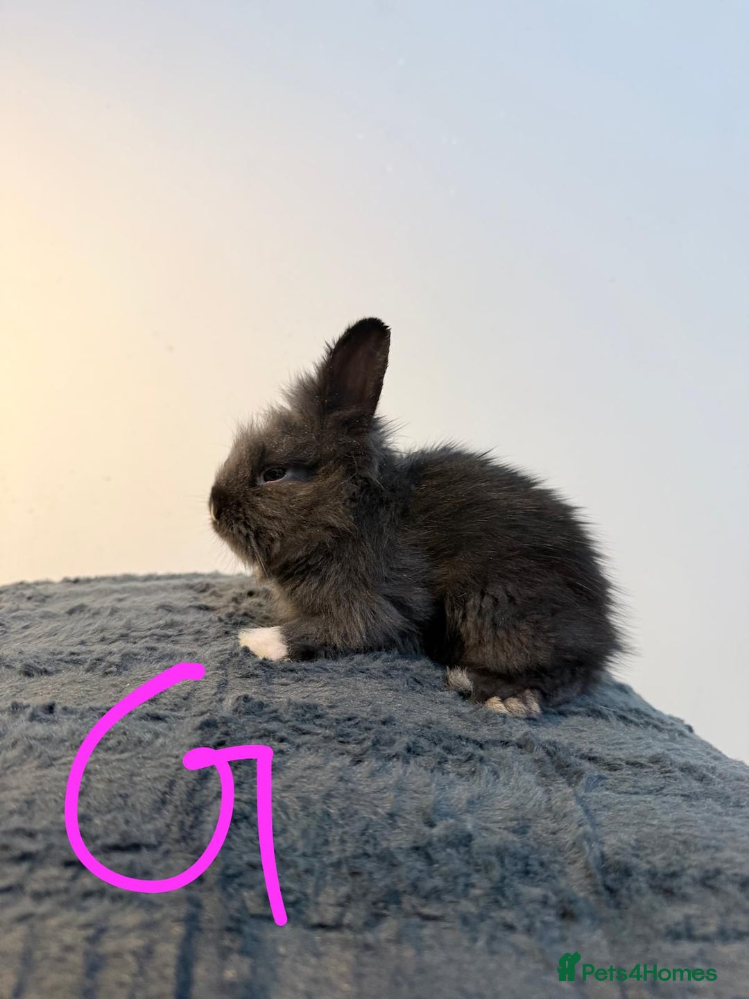 Lionhead rabbits for sale: Very beautiful - Double Mained lionhead babies. - Advert 13