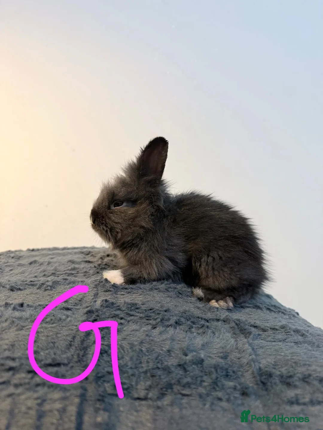 Lionhead rabbits for sale: Very beautiful - Double Mained lionhead babies. - Advert 13
