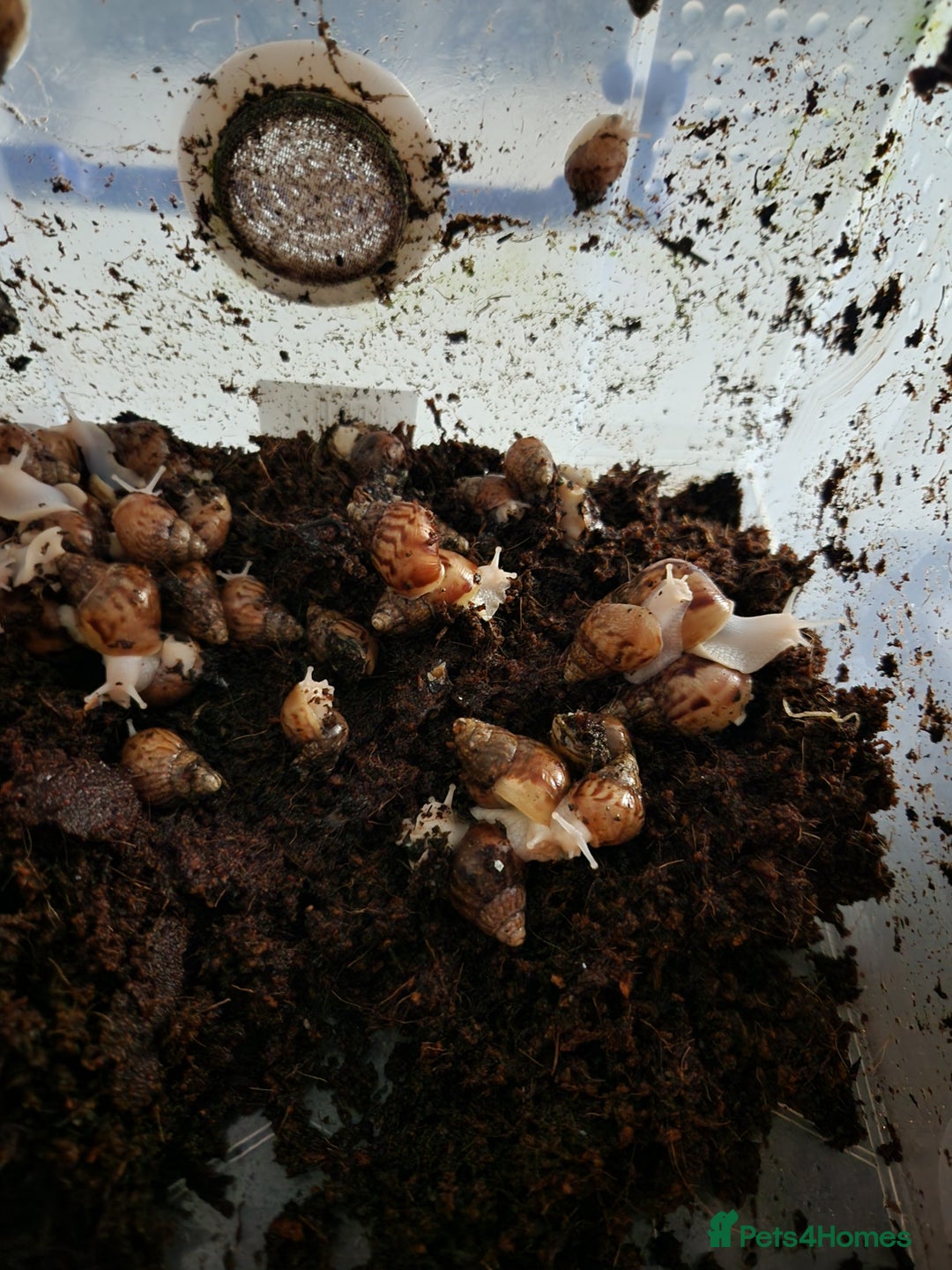 Snails invertebrates for sale: Giant african land snail babies  - Advert 1