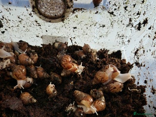 Snails invertebrates Giant african land snail babies - Advert 2