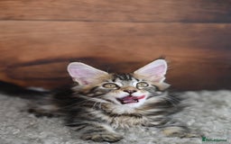 Maine Coon cats for sale: 👑 6 Majestic, health tested Kittens- TICA reg 🧬 - Image 19