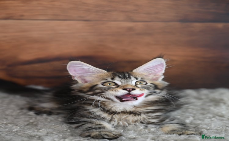 Maine Coon cats - Advert 10
