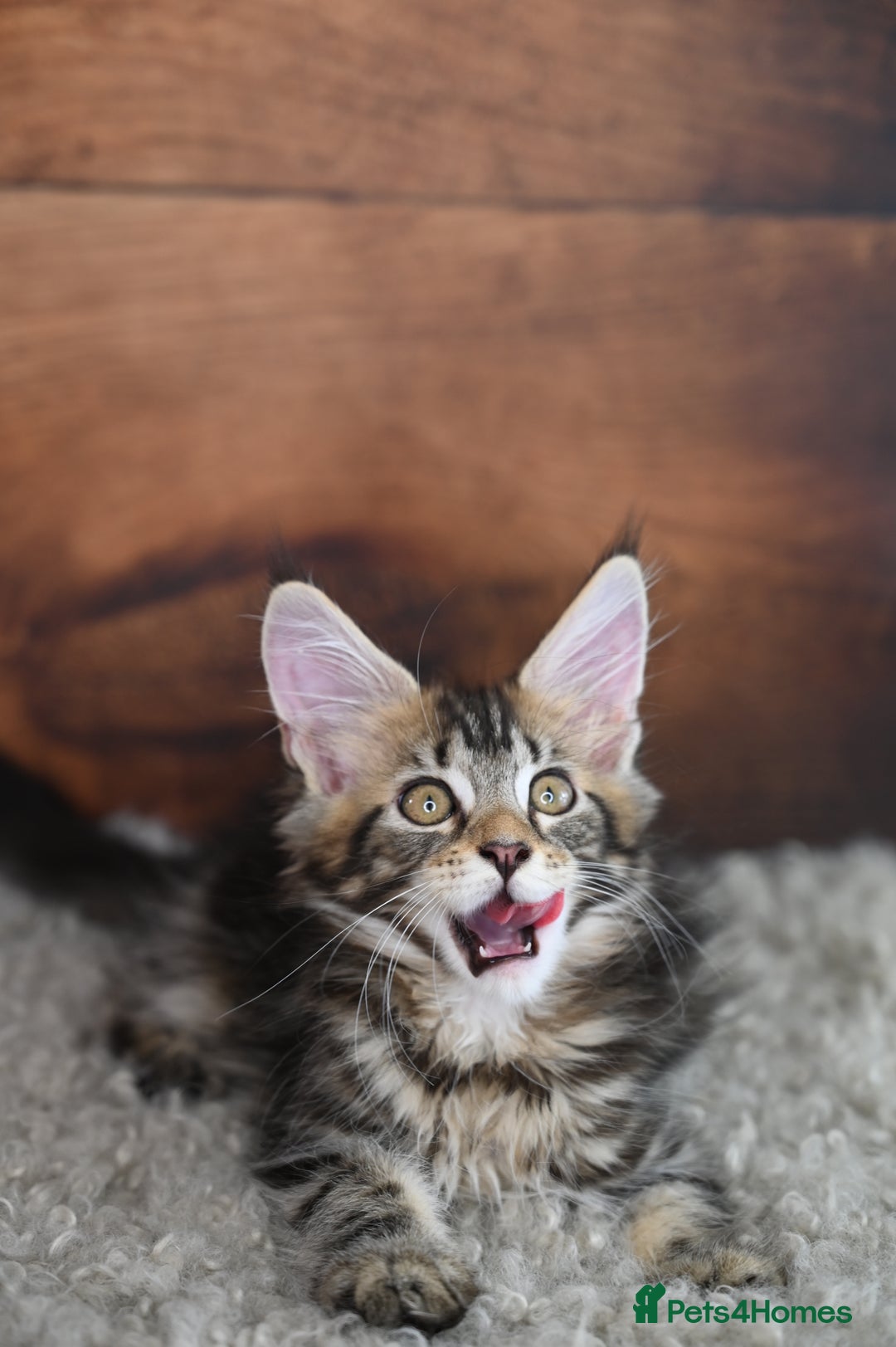 Maine Coon cats for sale: 👑 6 Majestic, health tested Kittens- TICA reg 🧬 - Image 19