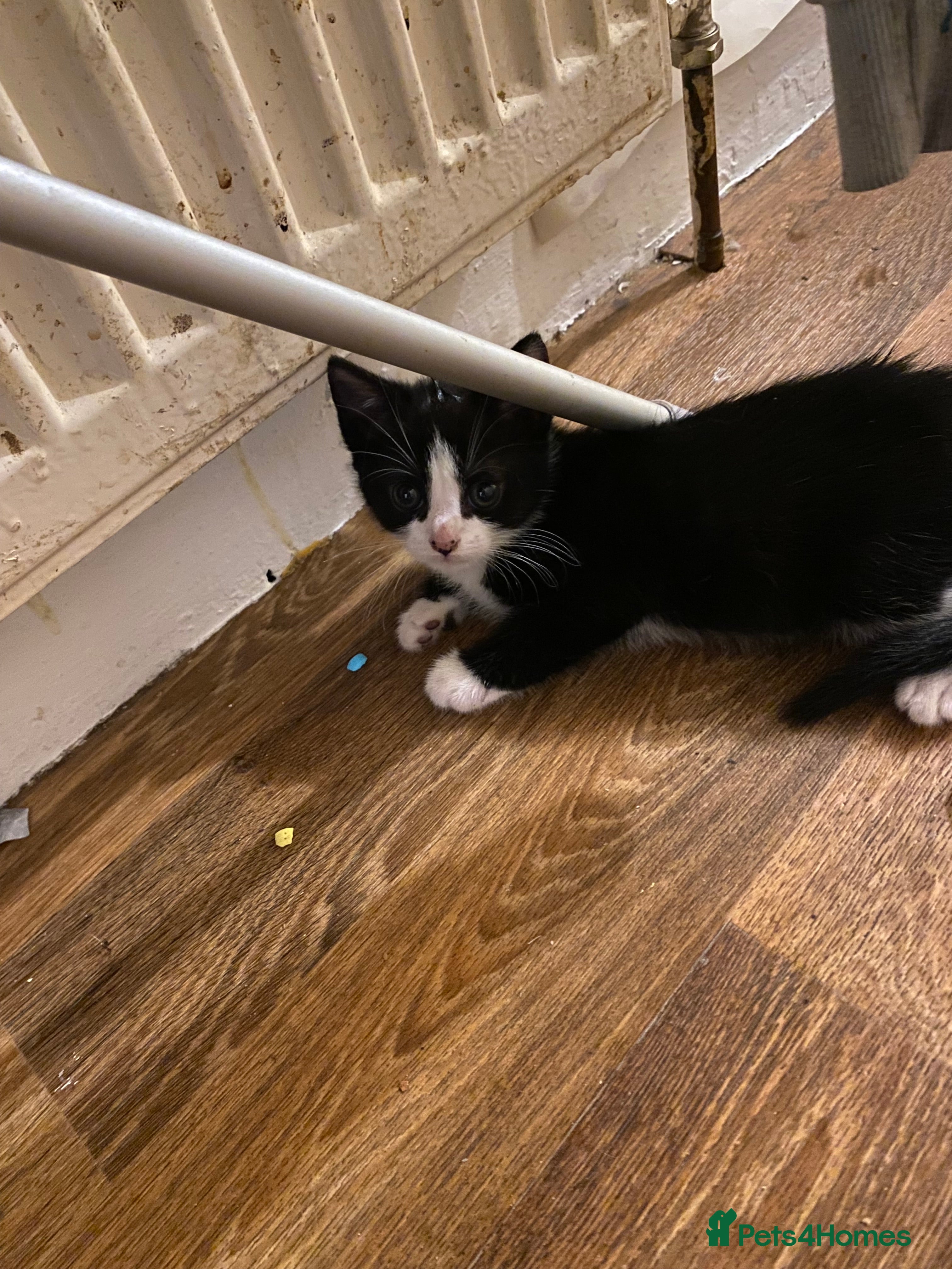 Mixed Breed cats 3 male kittens  - Advert 1