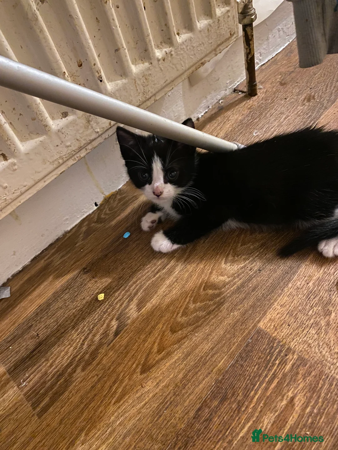 Mixed Breed cats for sale: 3 male kittens  - Advert 1