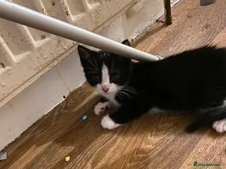 Mixed Breed cats 3 male kittens - Advert 1