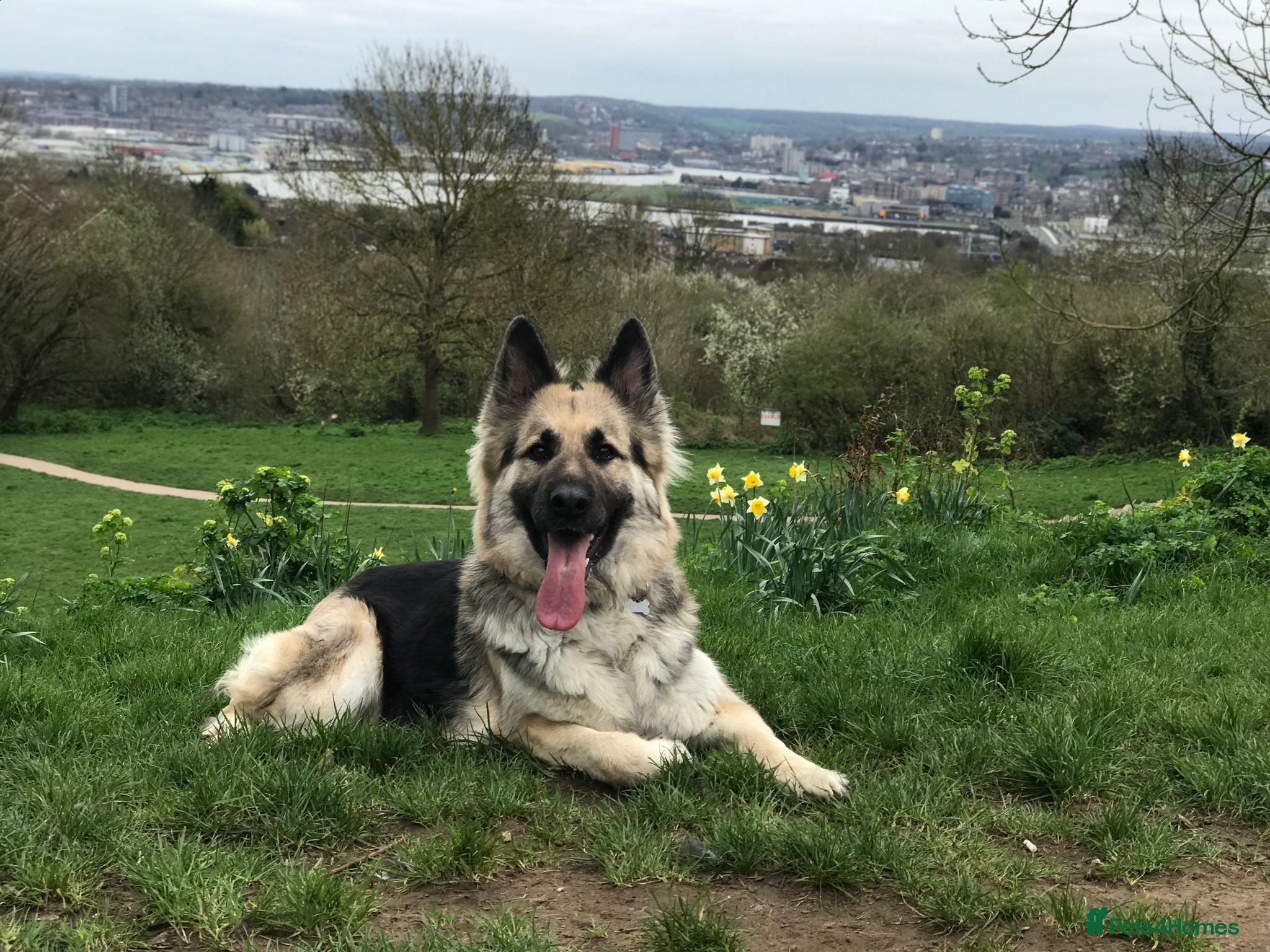 German Shepherd dogs KC Registered Long Hair straight back GSD  - Advert 2