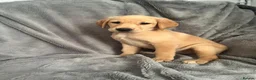 Labrador Retriever dogs for sale: Adorable Labrador Puppies - Advert 2