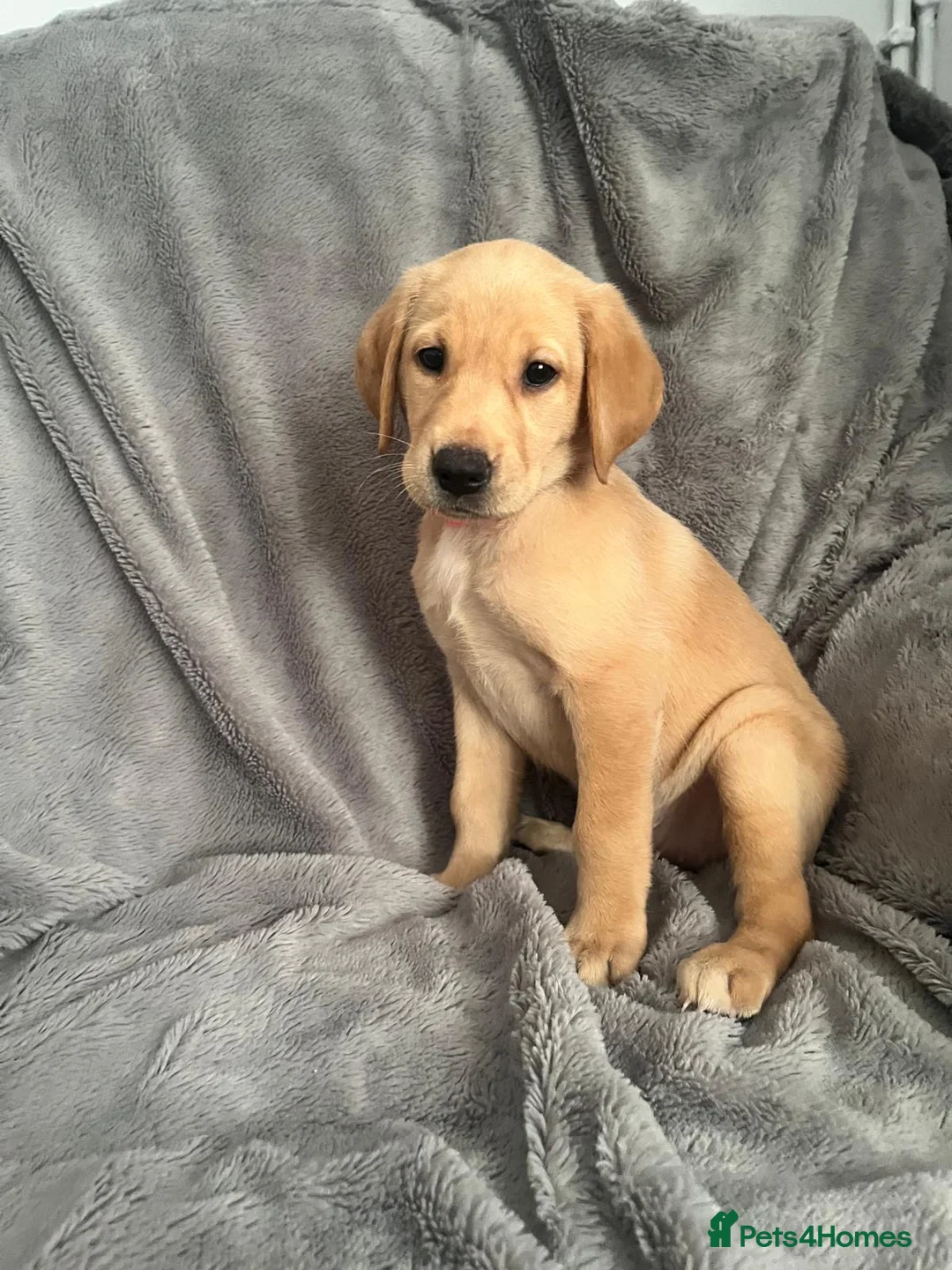 Labrador Retriever dogs for sale: Adorable Labrador Puppies - Advert 2