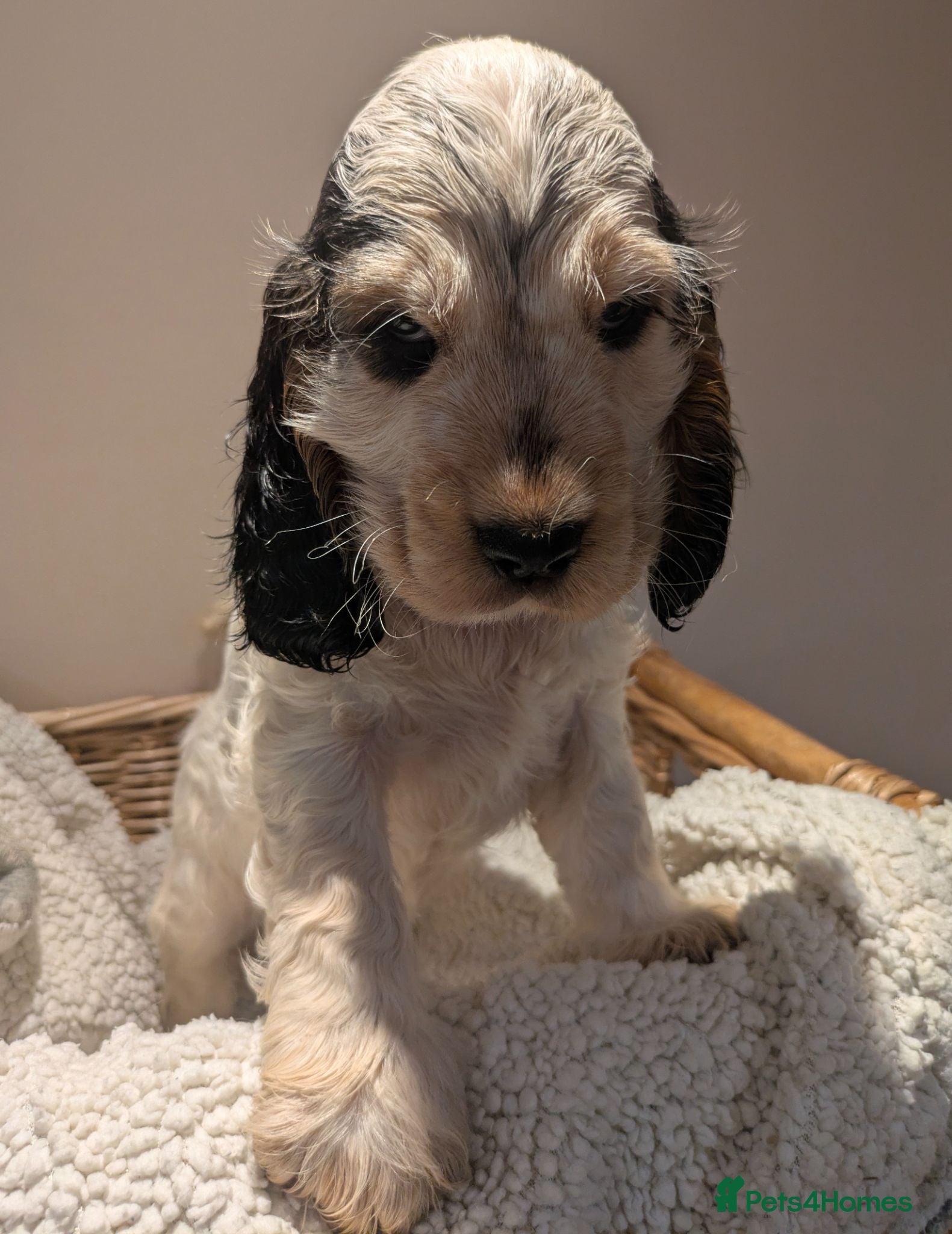 Cocker Spaniel dogs Beautiful KC Registered Show Cocker Puppies - Advert 2
