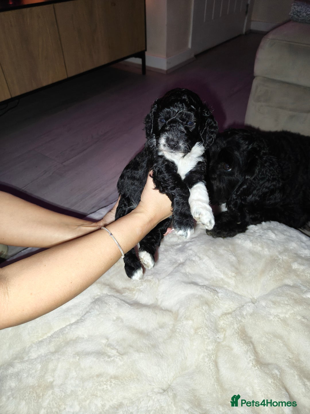 Cockapoo dogs for sale: F1b Cockapoo Puppies Last 3 Available – Ready Now. - Advert 31