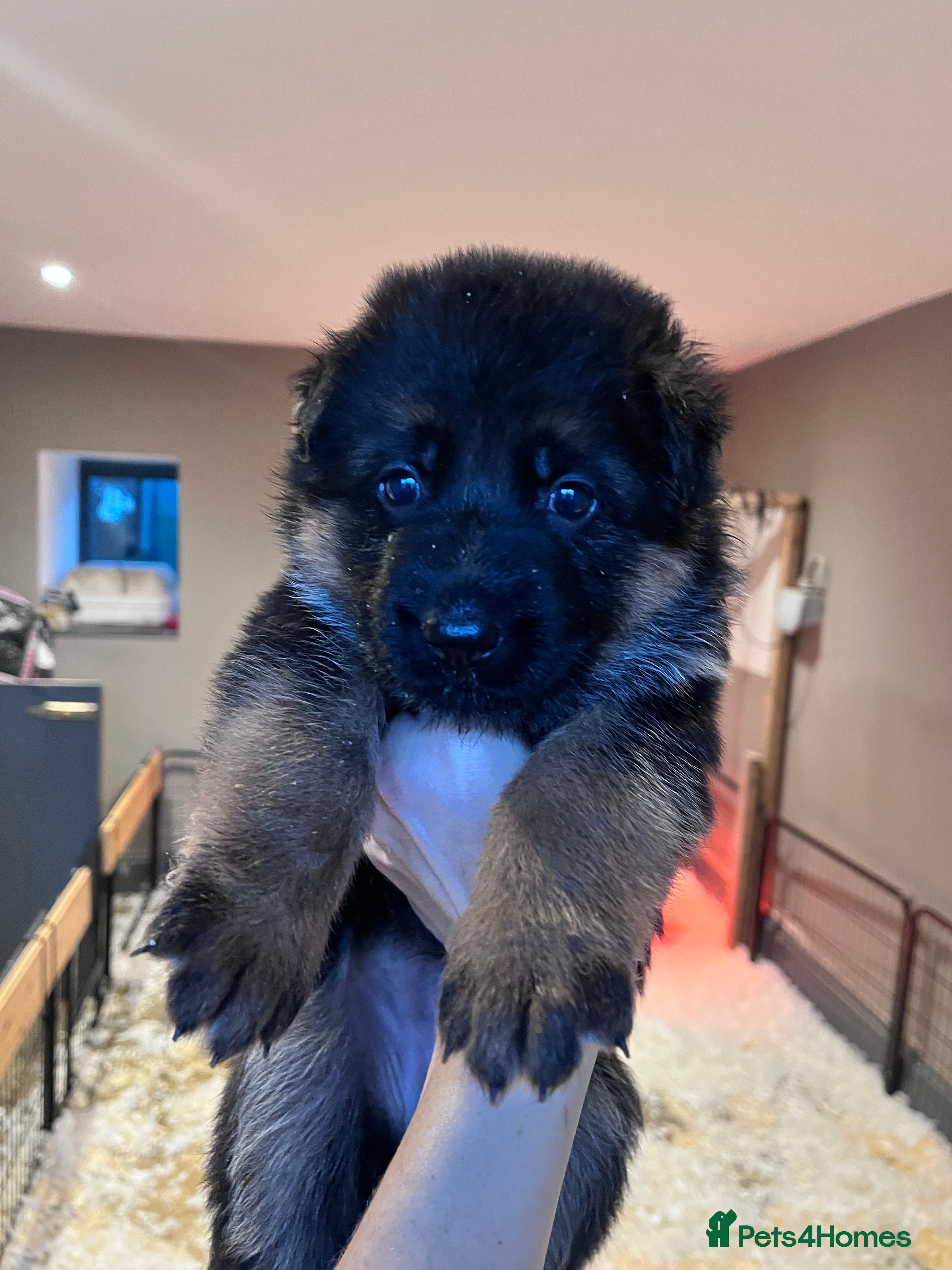 German Shepherd dogs Beautiful KC reg German Shepherd puppies for sale  - Advert 5
