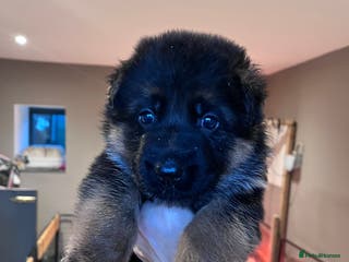 German Shepherd dogs Beautiful KC reg German Shepherd puppies for sale - Advert 5