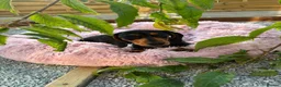 Miniature Dachshund dogs for sale: Puppy for Sale Outstanding KC Male Mini Dachshund  - Advert 10