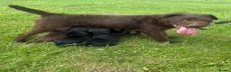 Patterdale Terrier dogs for sale: Patterdale Terrier Pups in Lockerbie - Advert 9