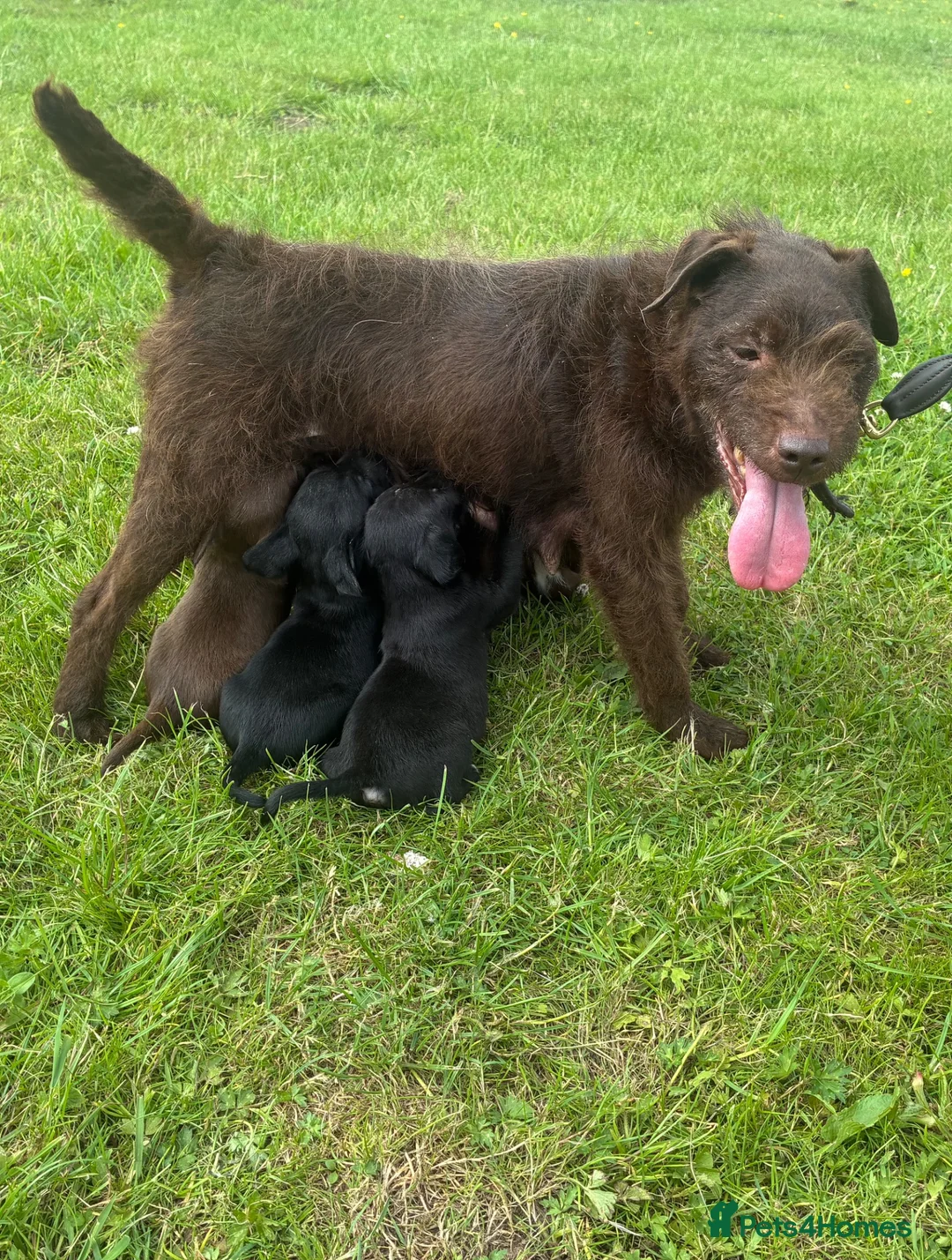 Patterdale Terrier dogs for sale: Patterdale Terrier Pups in Lockerbie - Advert 9