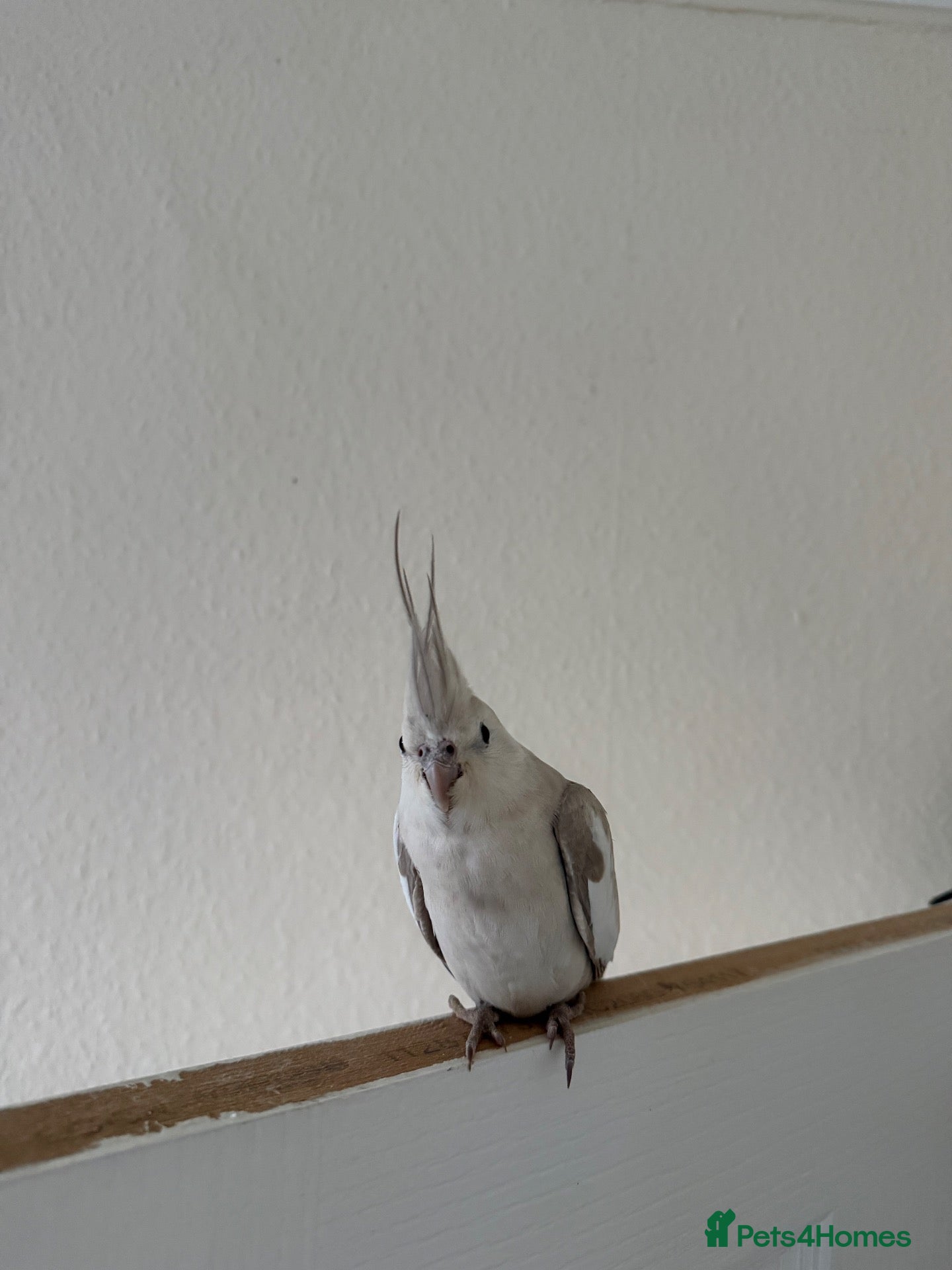 Cockatiels birds Cockatiel white faced female  - Advert 2