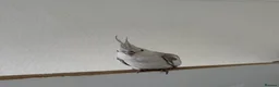 Cockatiels birds for sale: Cockatiel white faced female  in Coventry - Advert 1