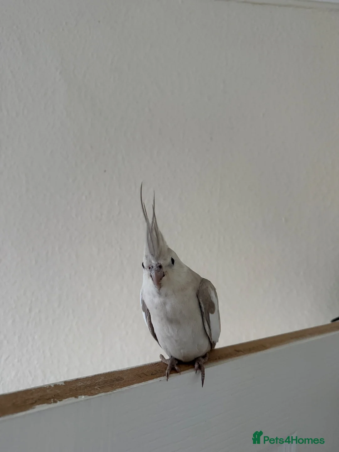 Cockatiels birds for sale: Cockatiel white faced female  in Coventry - Advert 1