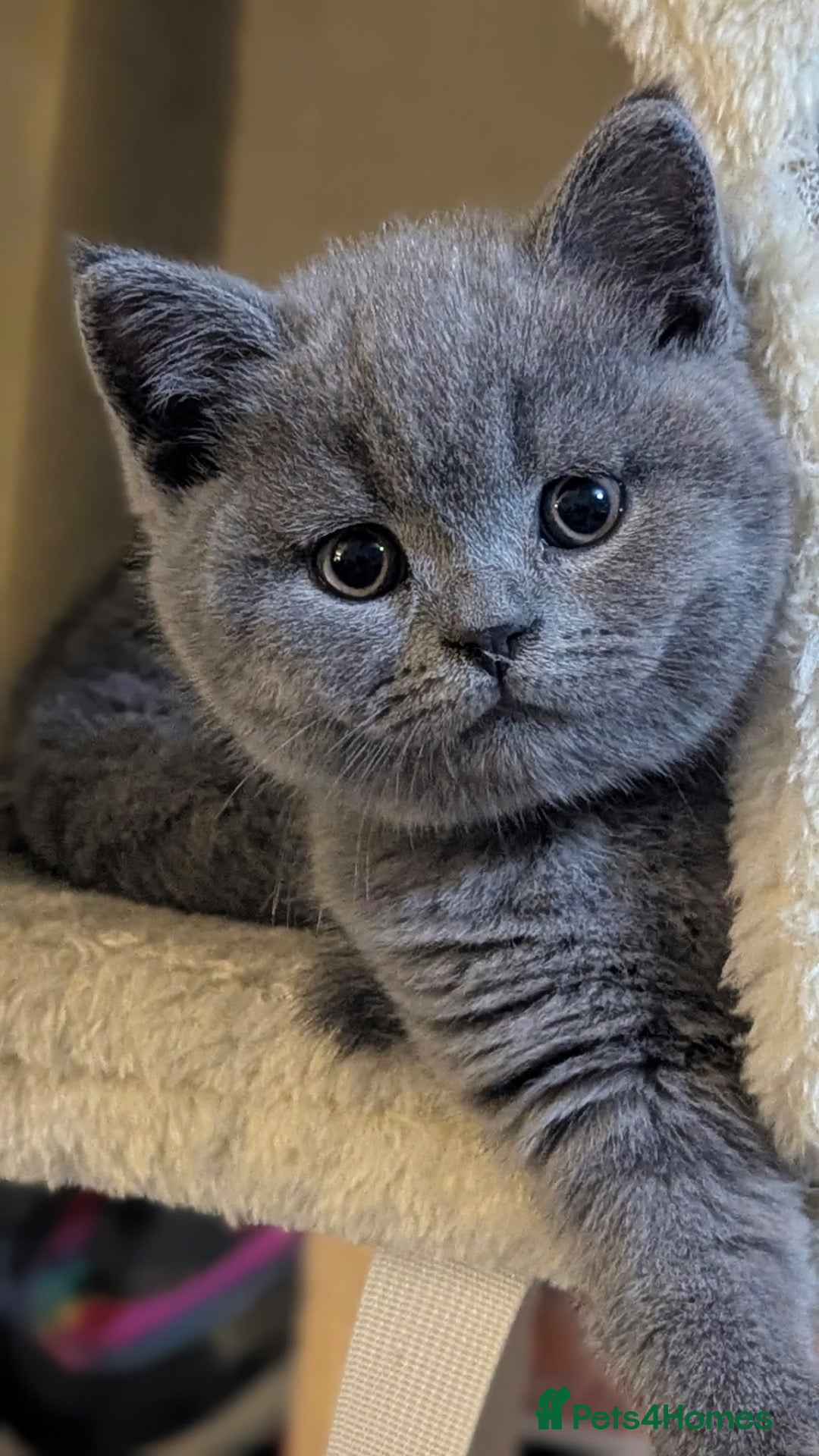 British Shorthair cats Adorable & well socialised British Blue Kittens - Advert 1