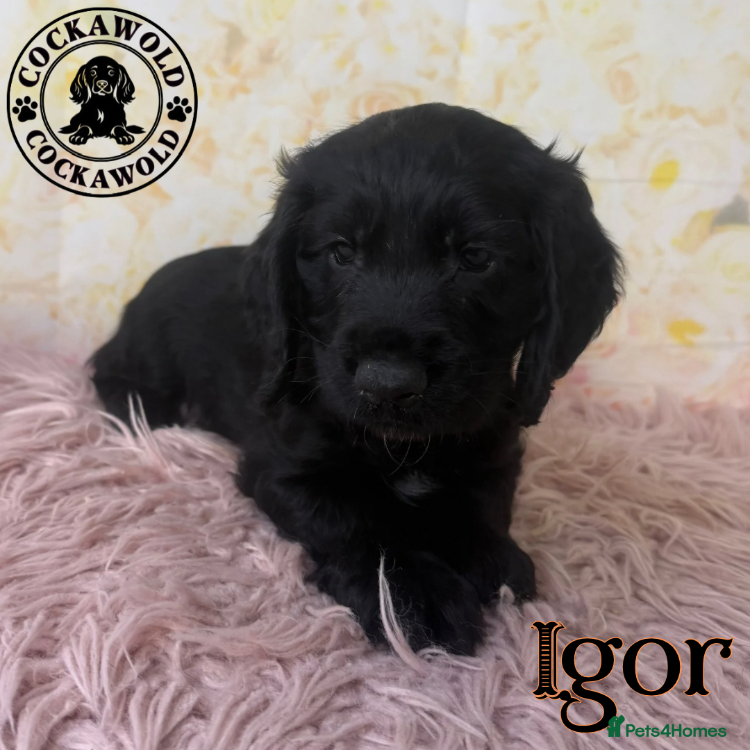 Cocker Spaniel dogs for sale: 🖤 Quality Cocker Spaniels 🖤 Ready Now 🖤 - Image 10