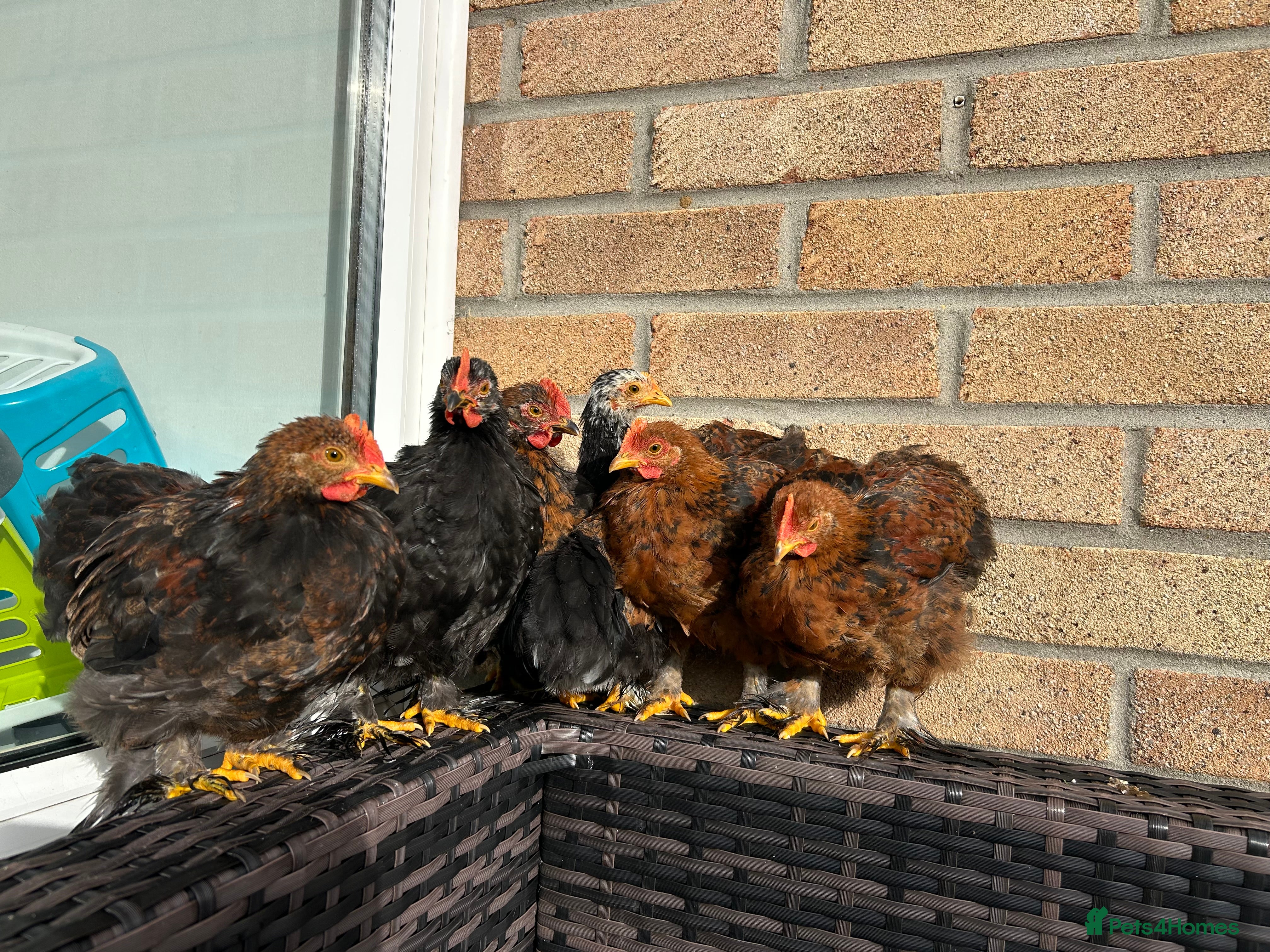 Chickens poultry Bantam Roosters  - Advert 6