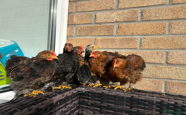 Chickens poultry Bantam Roosters  - Advert 1
