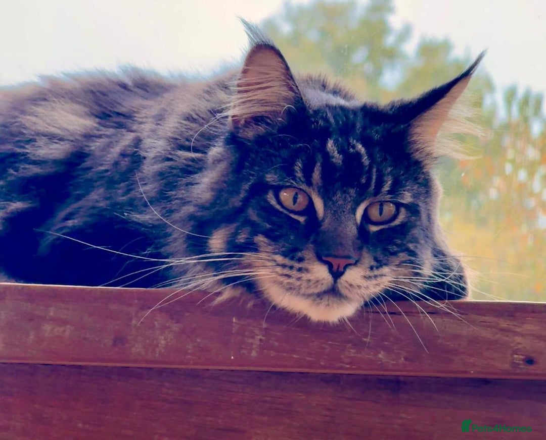 Maine Coon cats for sale: Beautiful Maine Coon Male - Image 15