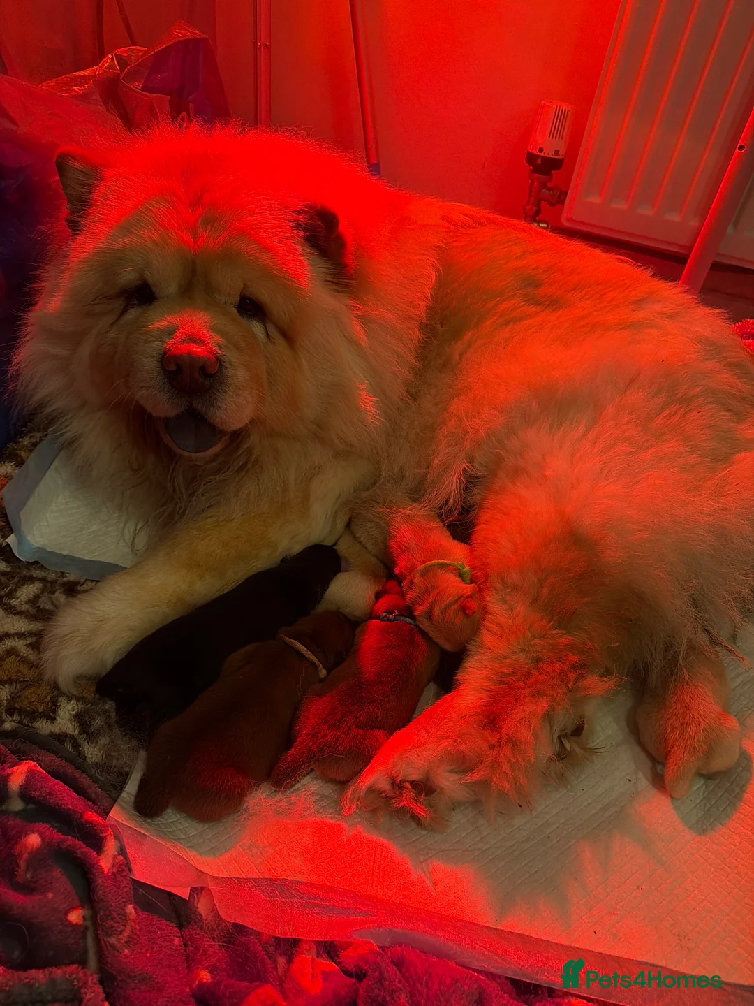 Chow Chow dogs for sale: KC Registered Chow Chow Puppies ❤️ - Advert 10