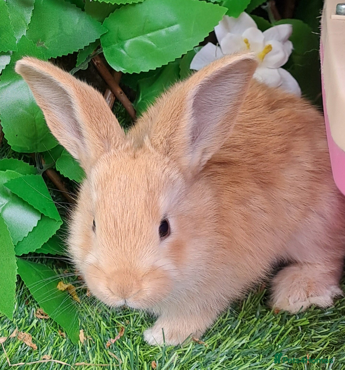 Continental Giant rabbits Pure Continental Giants  VACCINATED 3 in 1 Reserve - Advert 2