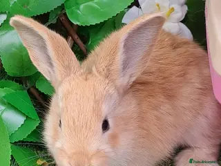 Continental Giant rabbits Pure Continental Giants VACCINATED 3 in 1 Reserve - Advert 1