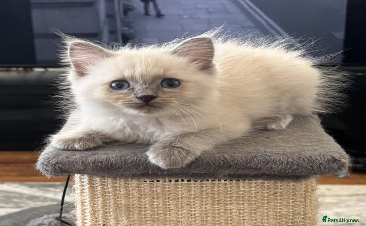 Ragdoll cats - Advert 15