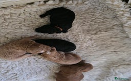 Cavapoo dogs for sale: Miniature cavapoo f1bb puppies - Image 4