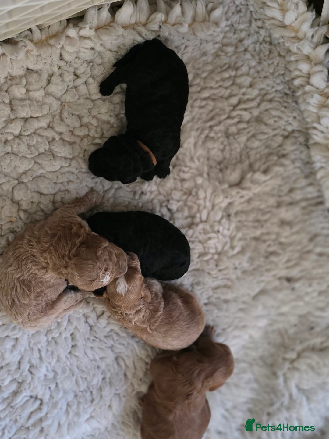 Cavapoo dogs for sale: Miniature cavapoo f1bb puppies - Image 4