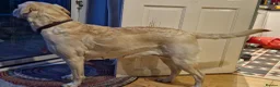 Labrador Retriever dogs for sale: Gorgeous Chocolate Labrador with green eyes - Advert 6