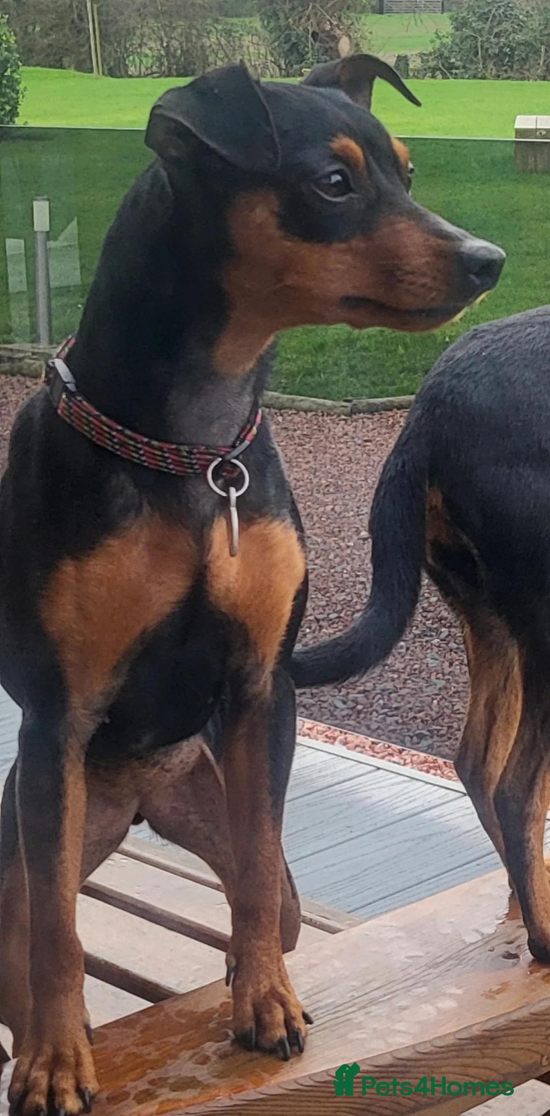 Miniature Pinscher dogs for sale: Minature Pinscher 2 year old  - Advert 2