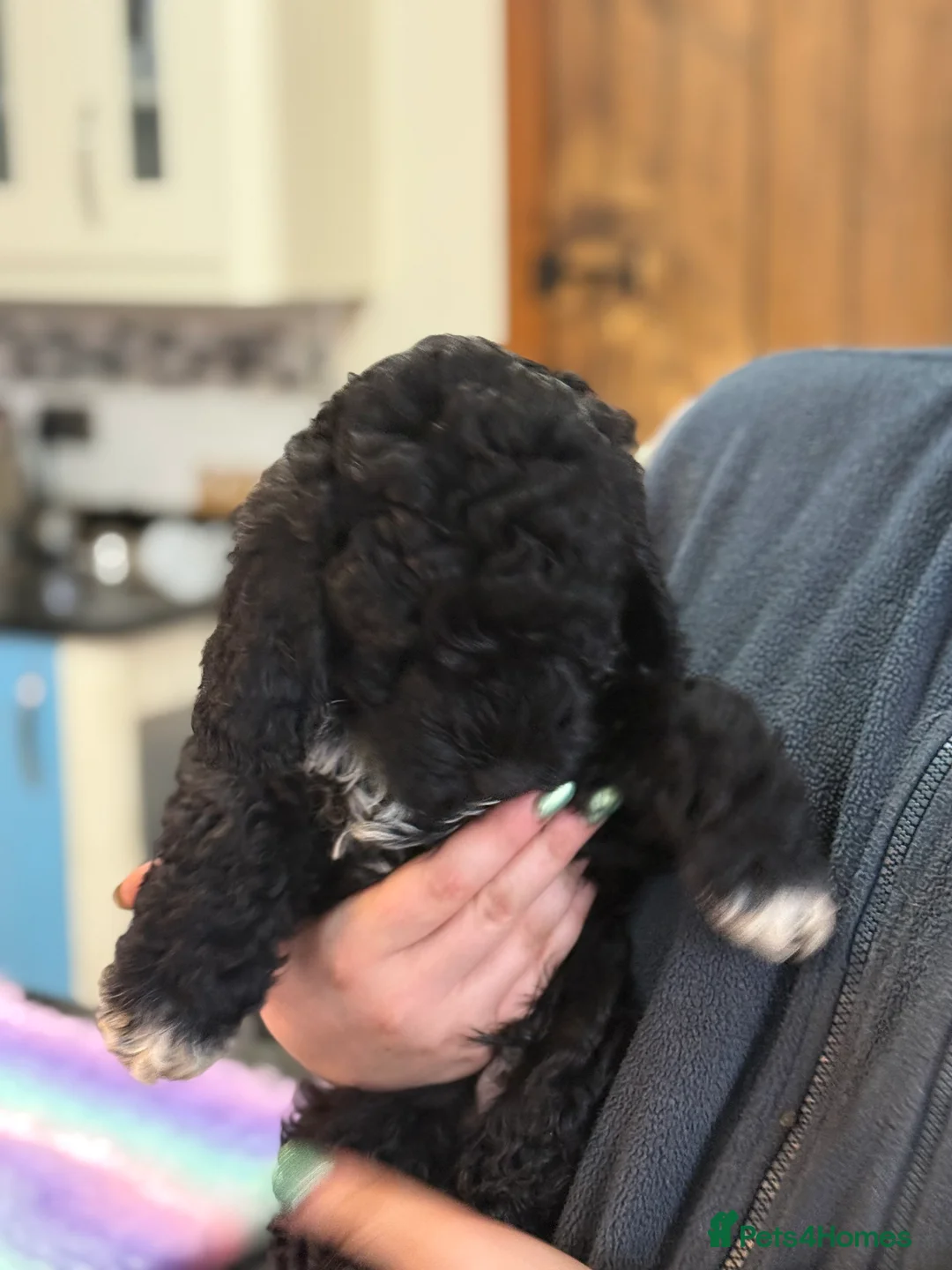 Australian Labradoodle dogs for sale: *reduced**  health checked Australian labradoodles - Advert 37